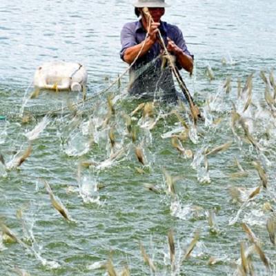 Ứng dụng của máy đo độ mặn trong ngành nông nghiệp hiện nay